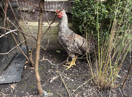 Crested cream Legbar males