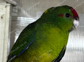 2 young kaks available