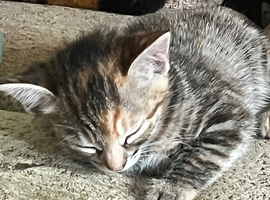 Beautiful tabby kittens available