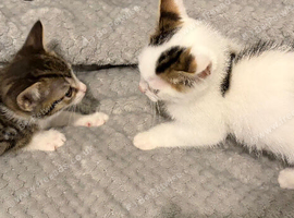 Male & female kittens