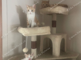 X4 ginger and white kittens