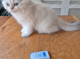 British Longhair & Shorthair