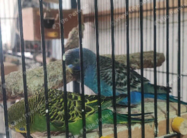 Budgies for sale black face and black wing