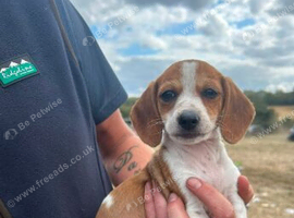 Dashhound X jack Russell