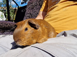California x male guinea pig, ip3
