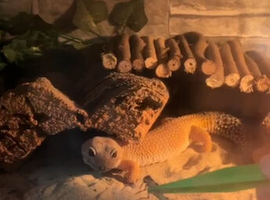 5 1/2 year old female lepoard gecko with setup