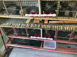 Jumbo quail pigs