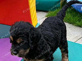 2 Girls, Bernedoodle 2nd Gen F1 Large standards.
