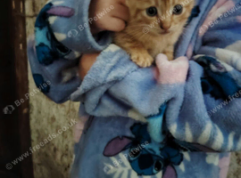 Kittens ready for new homes