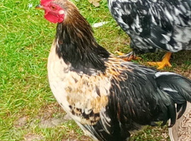 Freddie the Cheeky Young Bantam Cockerel