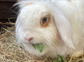 Female 2 year old mini lion lop