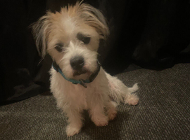 Shih tzu