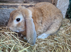 Gorgeous golden lop looking for his forever home x