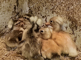 5 Crested Bantam Ducklings (aka Crested Miniature Appleyard)
