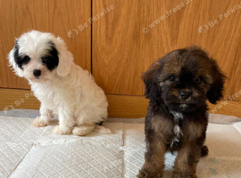 F1 cavapoos