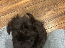 Toy cockapoo puppy girl 10 weeks old