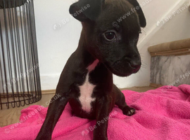 Patterdale x Lakeland