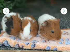 Beautiful Baby Guineapigs long and short haired