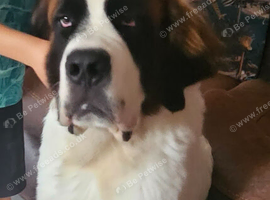 Male saint bernard puppy