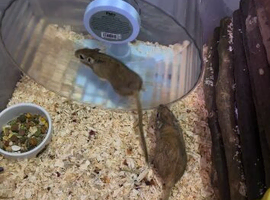 Gerbils for sale