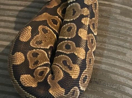 Bull python