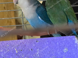 I am selling a lovely pair of loving birds. Beautiful and healthy birds. Male and female. aged 1 year old made chicks once without cage &pound;100