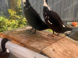 2 runner ducks