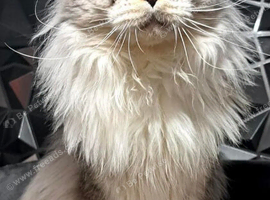 Beautiful Female mainecoon