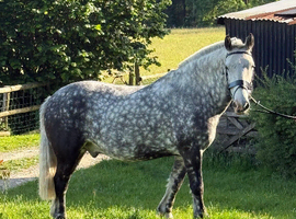 Maxi cob