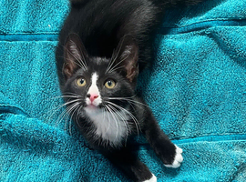 Cute kittens for sale KT4