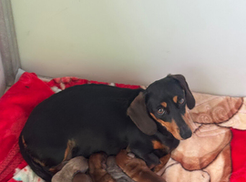 Miniature dachshunds