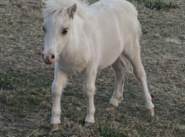 Beautiful SPSBS reg colt foal