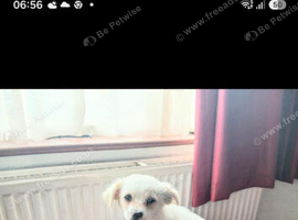 Hypoallergenic  white furbaby