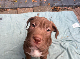 Puppies for sale cane corso x staff