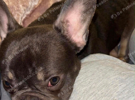 Our beautiful Luna and Reggie
