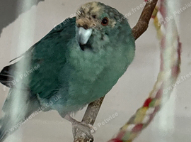 Blue kakariki