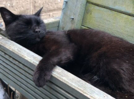 Urgent female cat