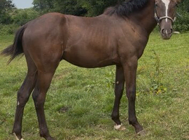 Yearling Oldenburg x colt