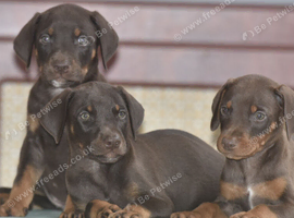 Unique hybrid dobermann puppies