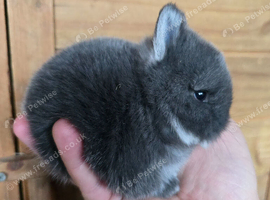Blue fox netherland dwarf for sale