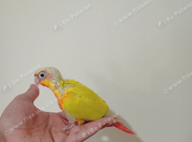 Fully tame baby Greencheek &suncheek hand rearing