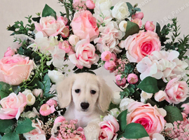 Rare Cream Longcoat Dachshund Puppies