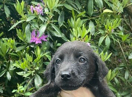 LABRADOR PUPPIES READY NOW