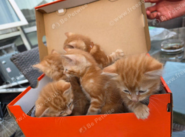 Ginger kittens!