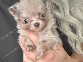 Tiny Pomeranian cross chihuahua puppy