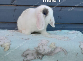 Adorable mini lop rabbits. READY NOW
