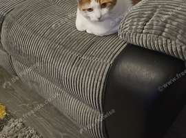 Rehoming my cat