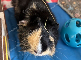 Wanted - female guinea pig