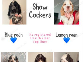 Beautiful full show cocker spaniels