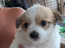 Fluffy little pomchi seeking forever home